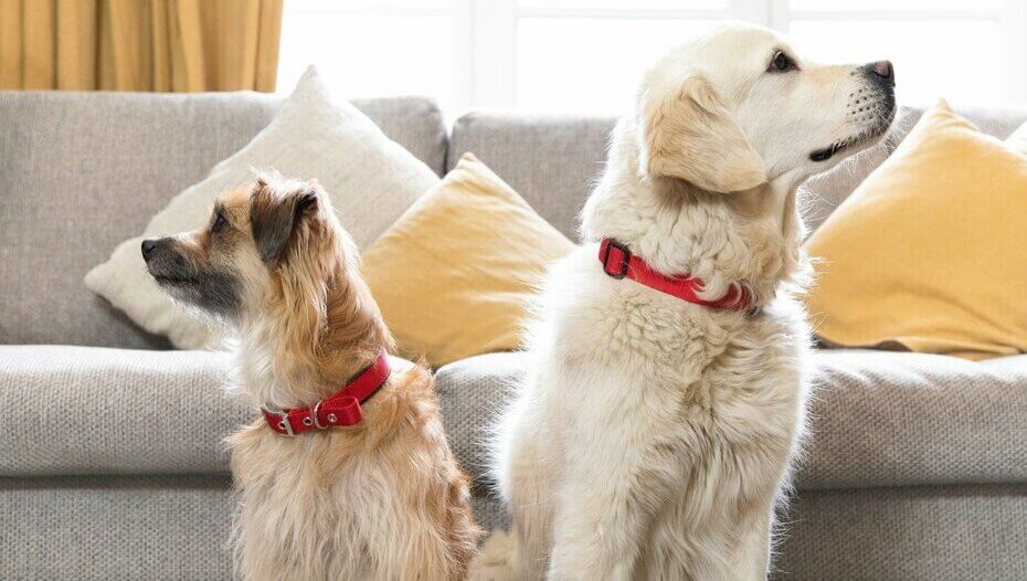 Hunde aneinander gewöhnen aber wie? PURINA